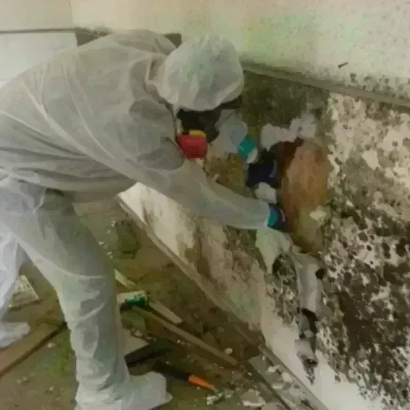 Mold Remediation and Removal in Monongah, WV